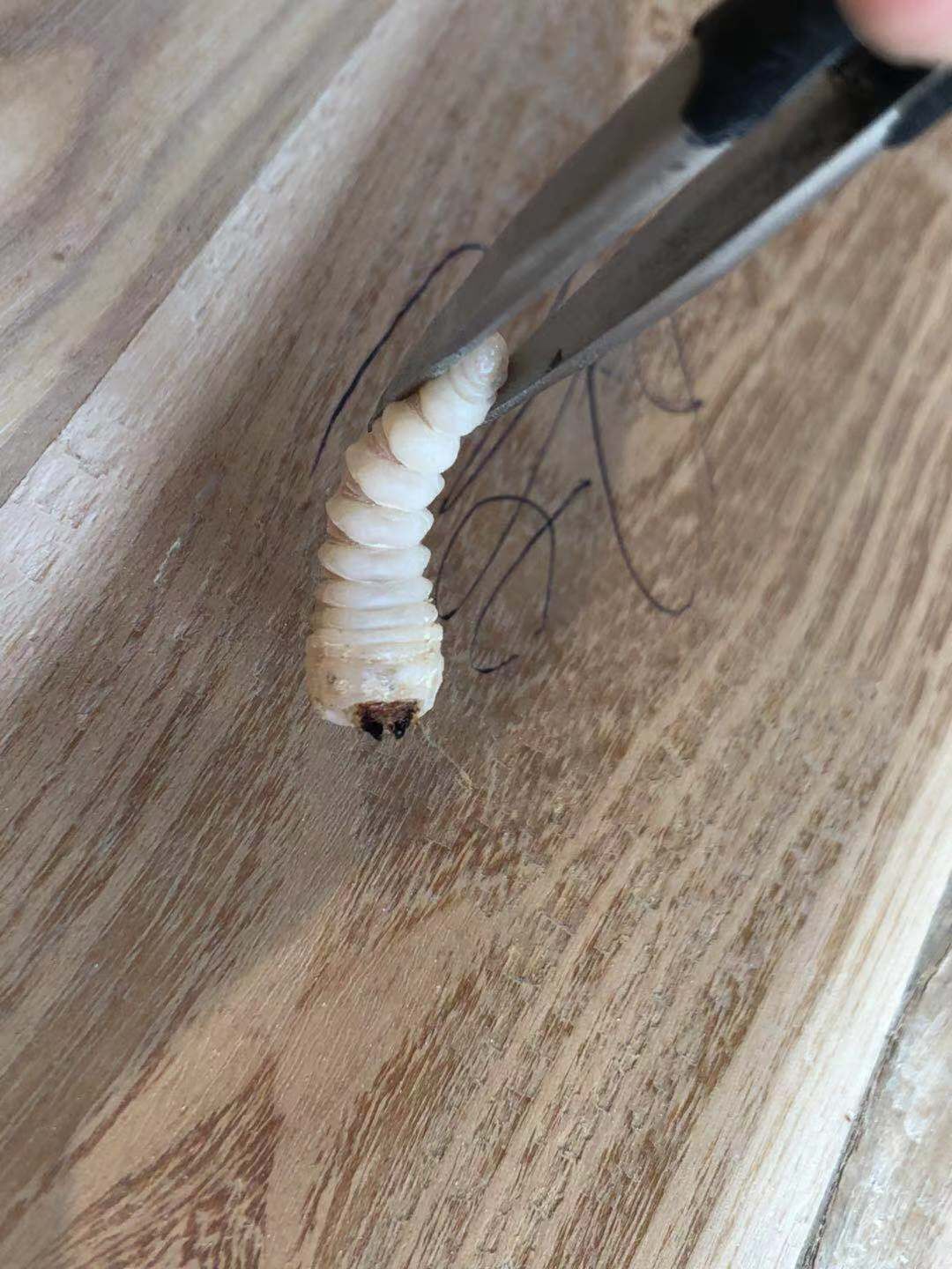 番禺上門滅木蟲蛀木蟲