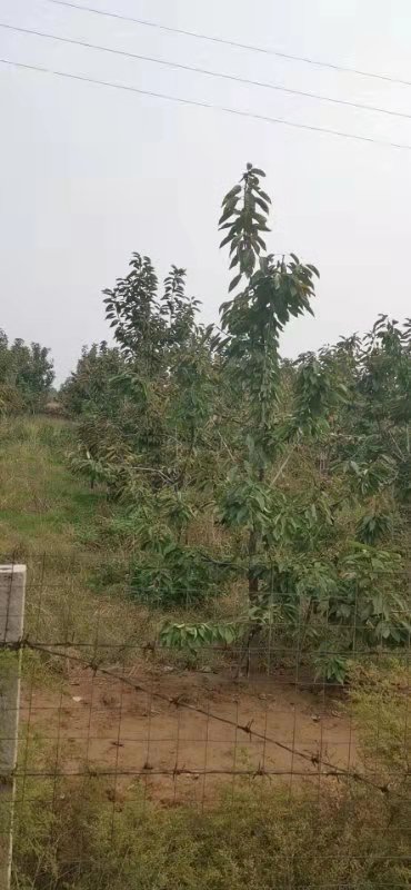運城市櫻桃樹種植基地 櫻桃小苗批發(fā) 果樹種植基地
