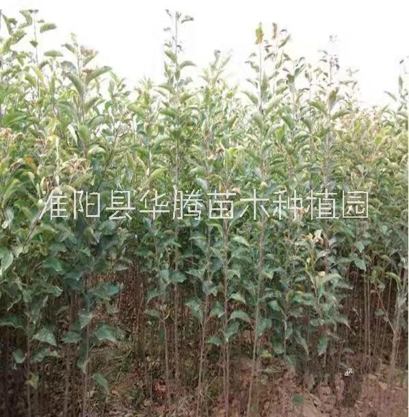 河南蘋果苗基地-批發(fā)-報(bào)價(jià)-電話-供應(yīng)商