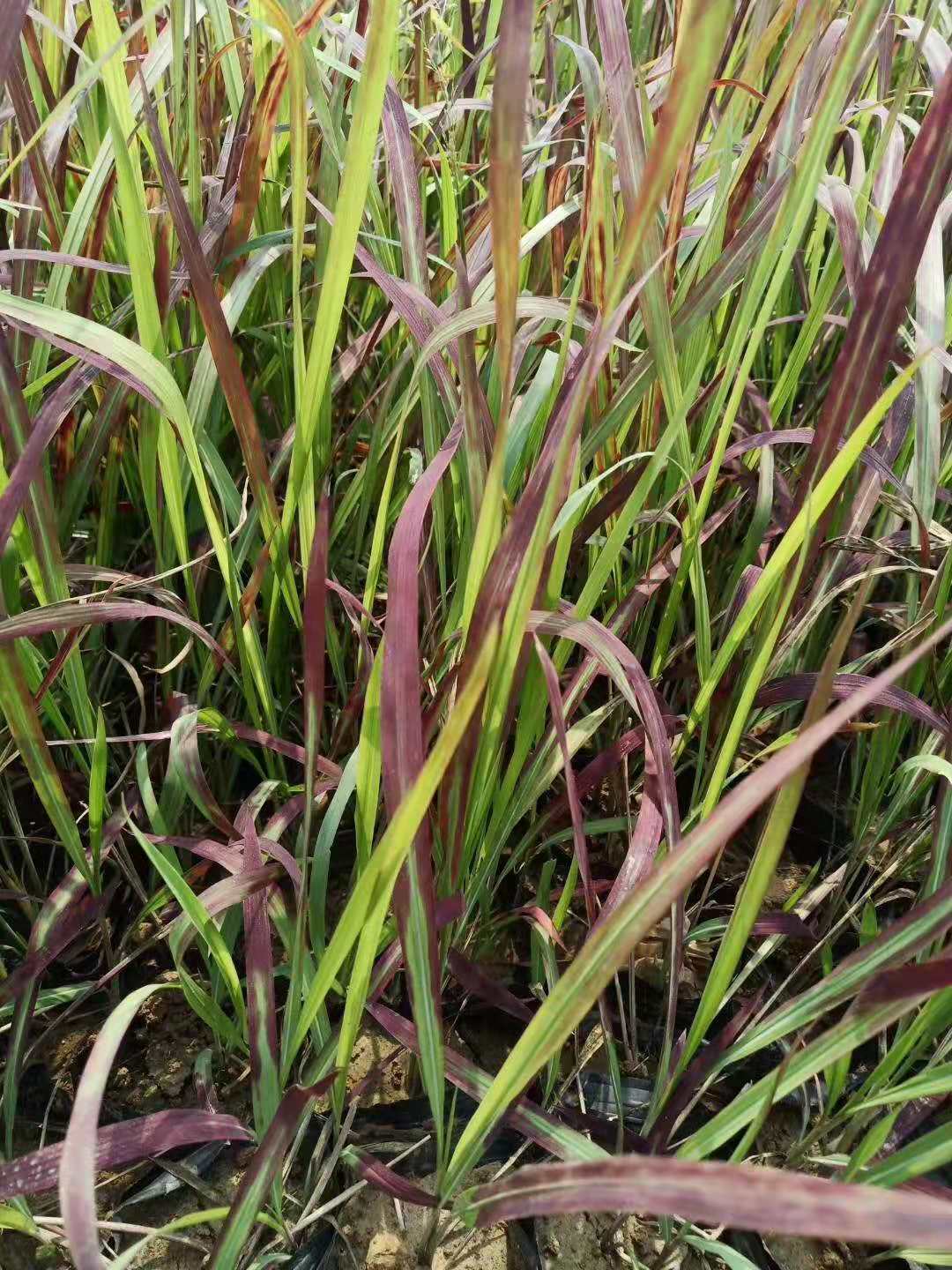 山東日本血草、種植、基地、批發(fā)【臨朐縣福志苗木專業(yè)合作社】