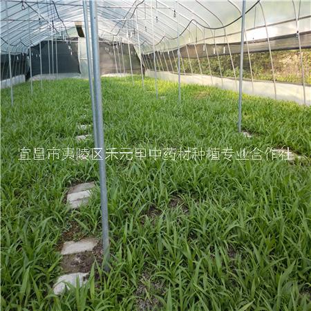 白芨種植效益分析