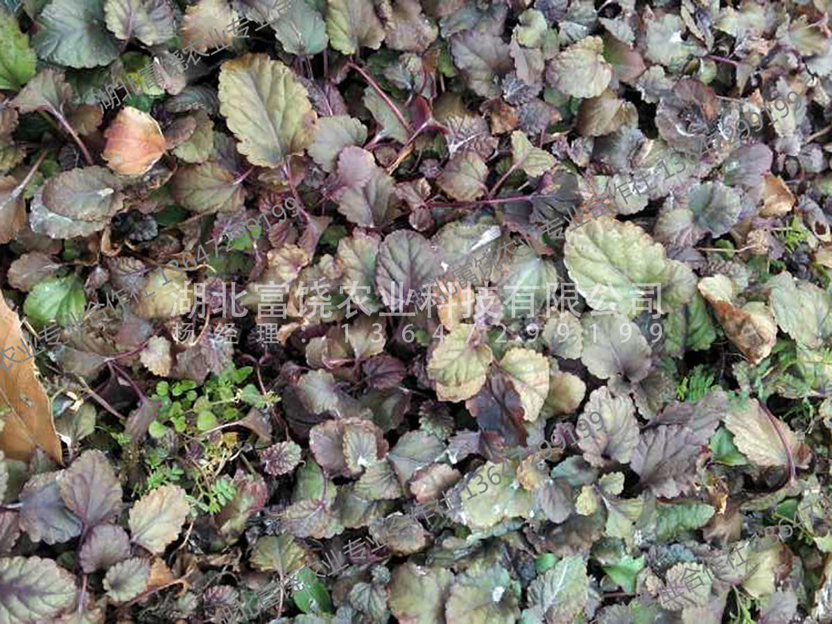 湖北隨州石見穿種苗紫參小苗還有50萬苗，基地直銷，品質(zhì)保證 石見穿種苗紫參小苗種子