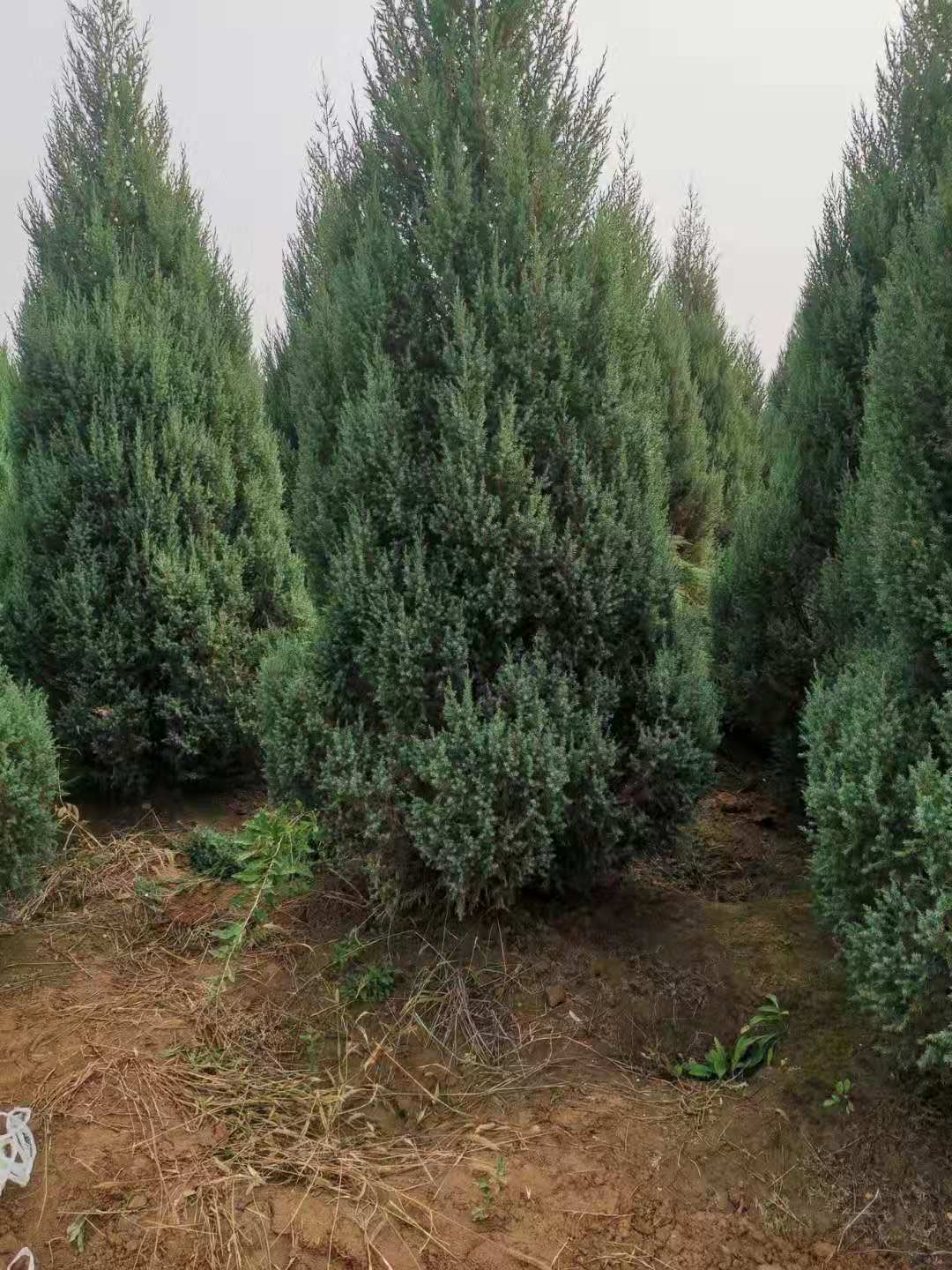 山西批發(fā)優(yōu)質(zhì)塔柏 運(yùn)城種植基地 蜀檜供應(yīng)商