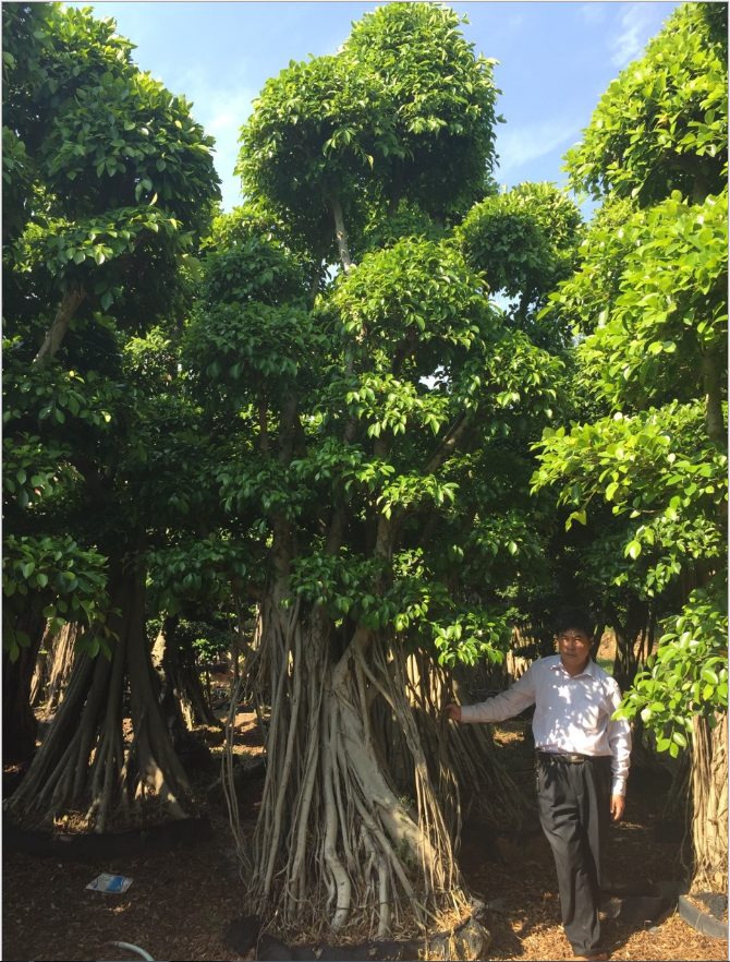 福建架接榕樹(shù)盆景廠家-供應(yīng)商-批發(fā)