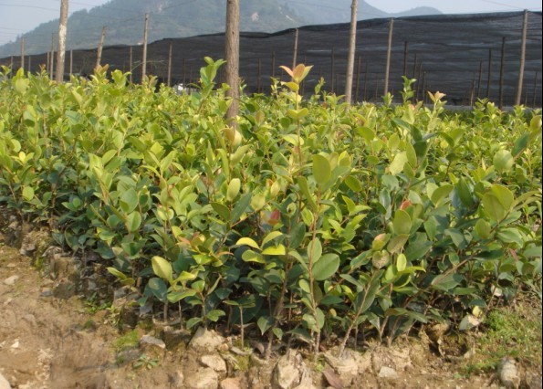 一年生油茶苗 贛無一年生油茶苗