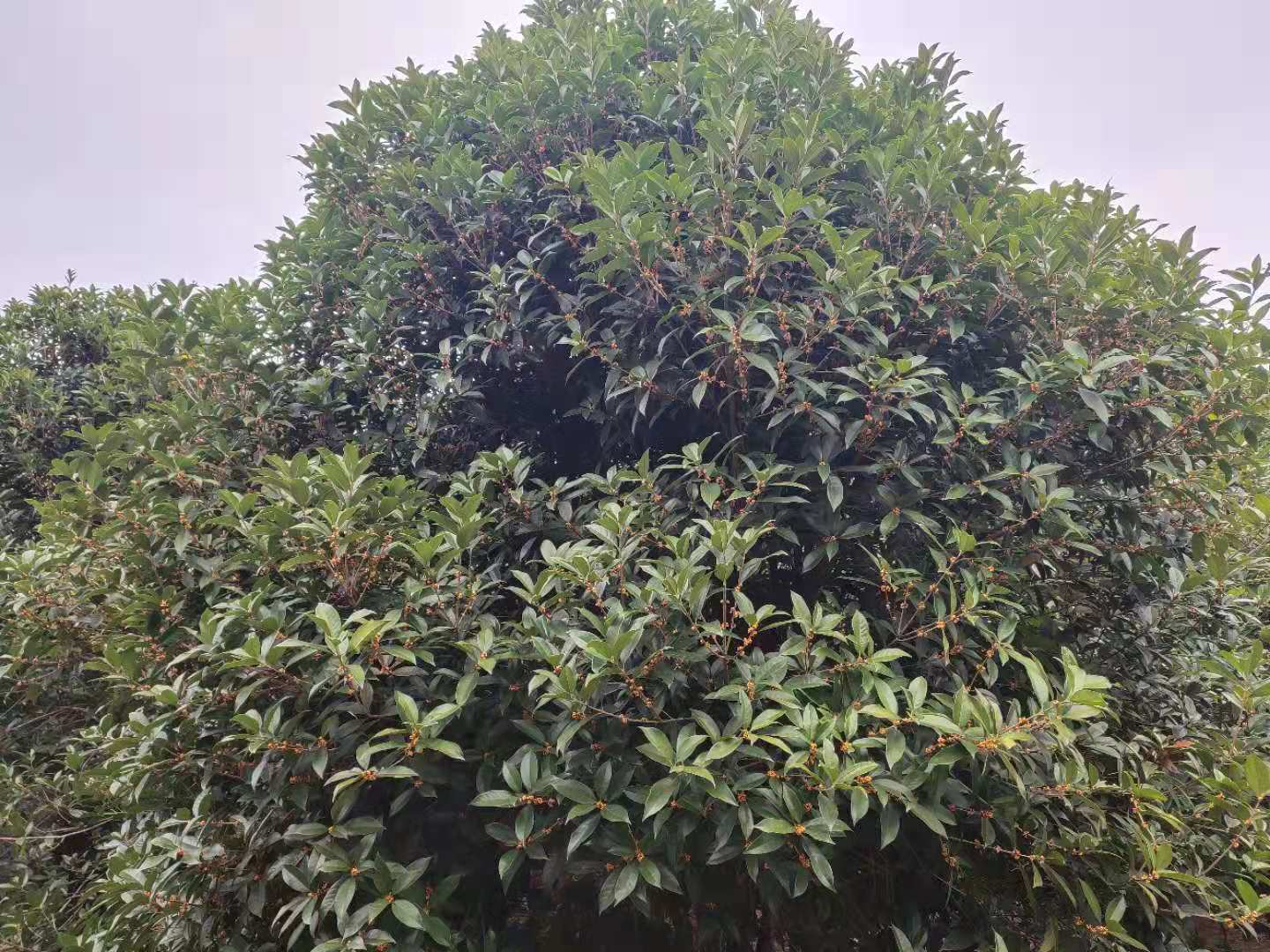 高桿* 火紅桂花樹 批發(fā)火紅桂花樹 批發(fā)火紅桂花樹 狀元*桂