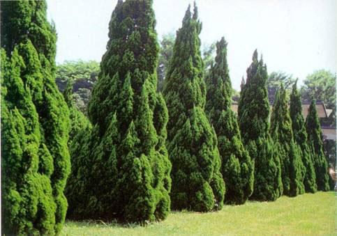優(yōu)質(zhì)龍柏種植基地哪家好？