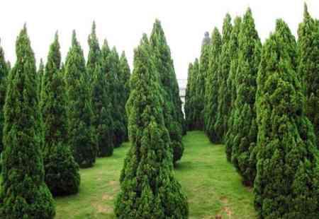 優(yōu)質(zhì)龍柏種植基地哪家好？