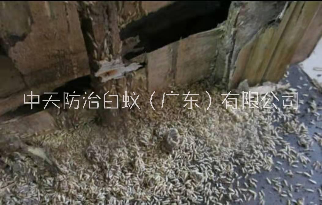 家里有白蟻怎么辦