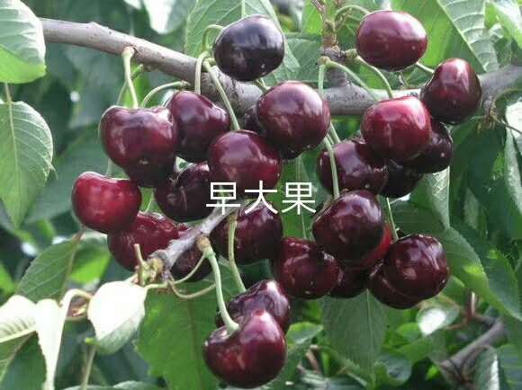 采購(gòu)櫻桃苗供應(yīng)批發(fā) 采購(gòu)櫻桃苗