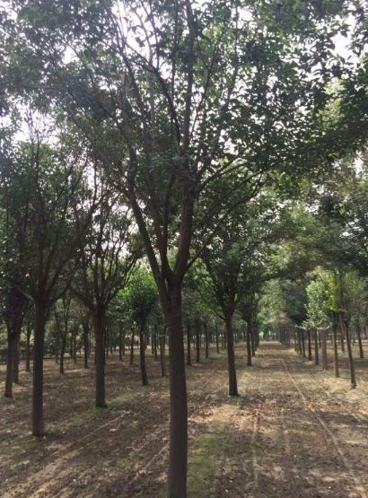 大葉女貞哪家好