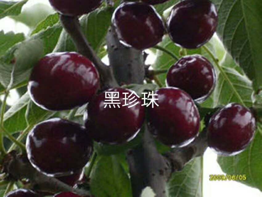 櫻桃苗廠家供應(yīng)