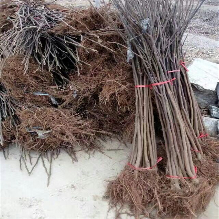 采購無花果批發(fā) 采購無花果苗