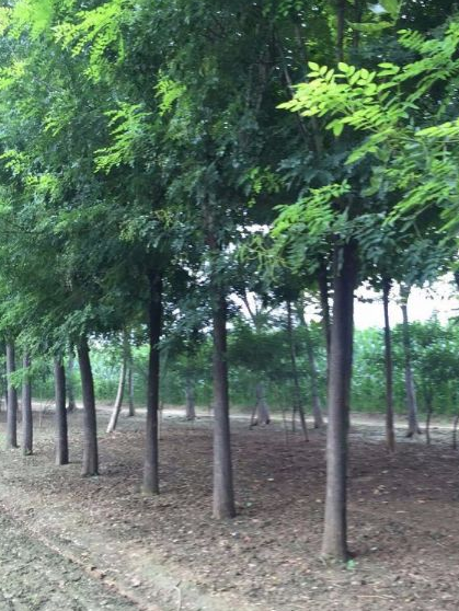 國槐廠家直銷