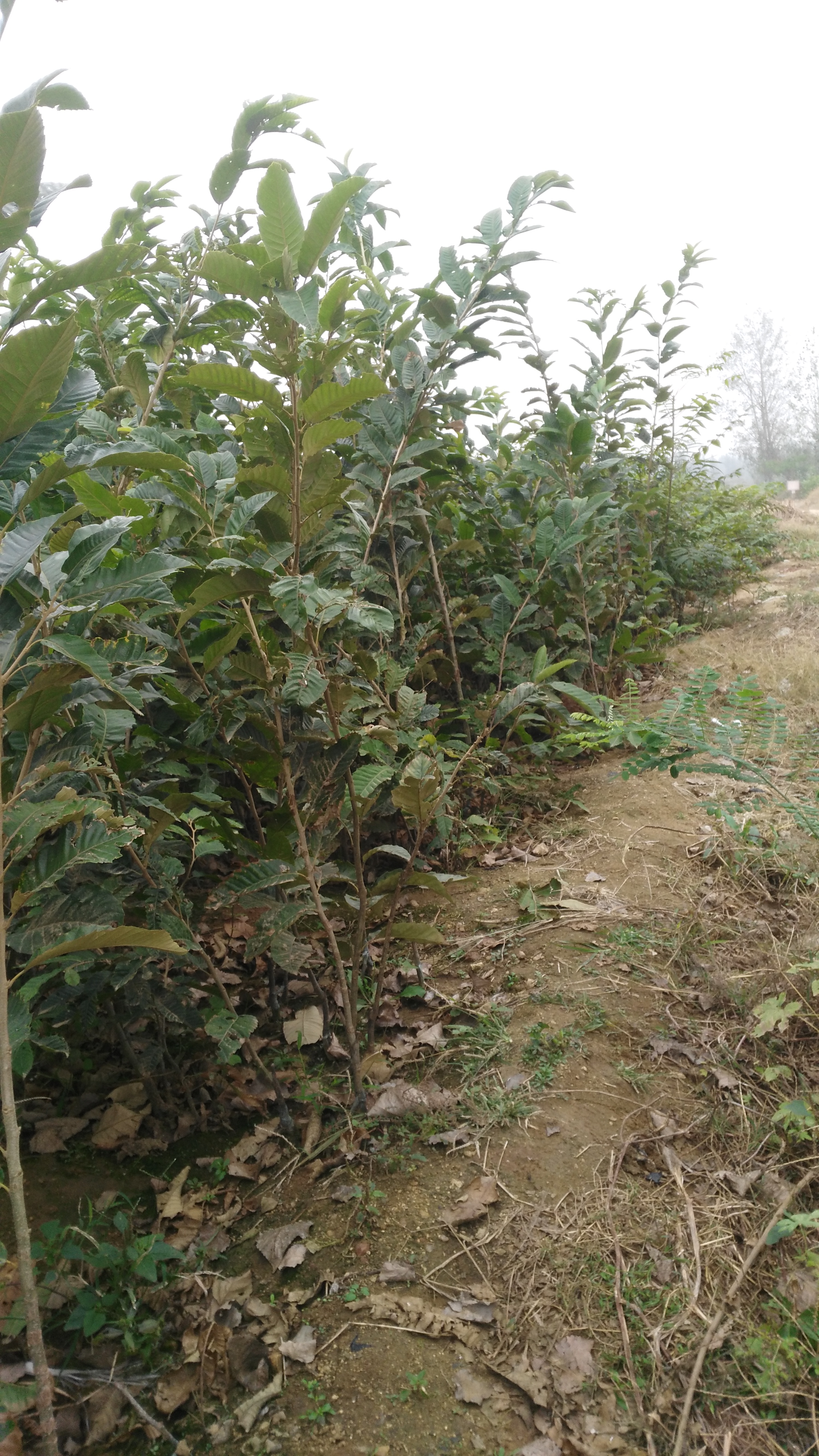 基地供應板栗苗 油栗板栗苗 華光板栗樹苗 華豐板栗苗 板栗樹苗