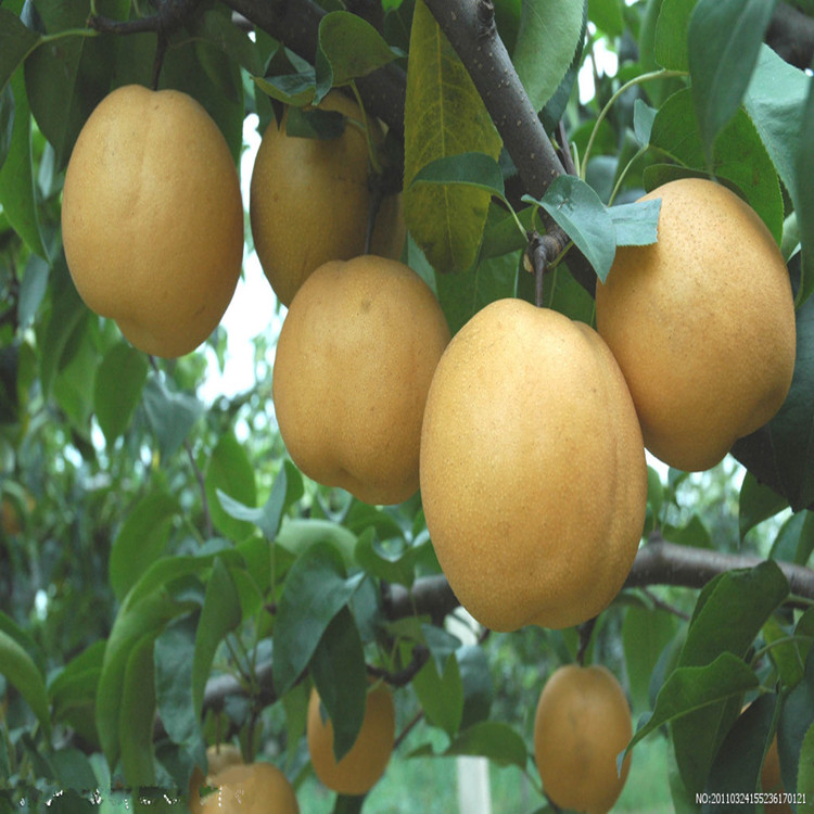 梨樹苗  梨樹苗價(jià)格