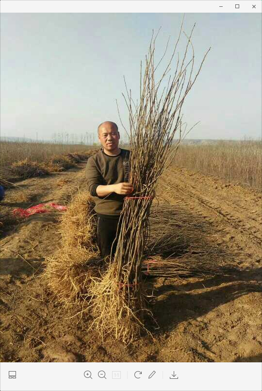 文冠果苗價(jià)格