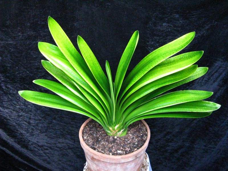 福建批發(fā)君子蘭基地直銷價格/供應(yīng)商