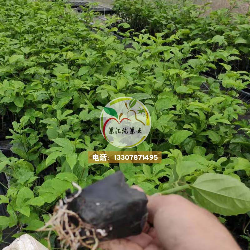 黃金百香果苗，百香果，黃金百香果，甜百香果