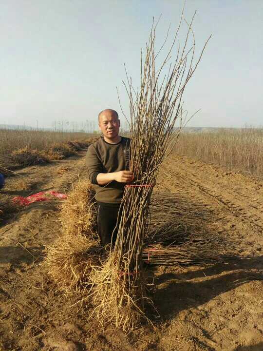 文冠果苗價(jià)格