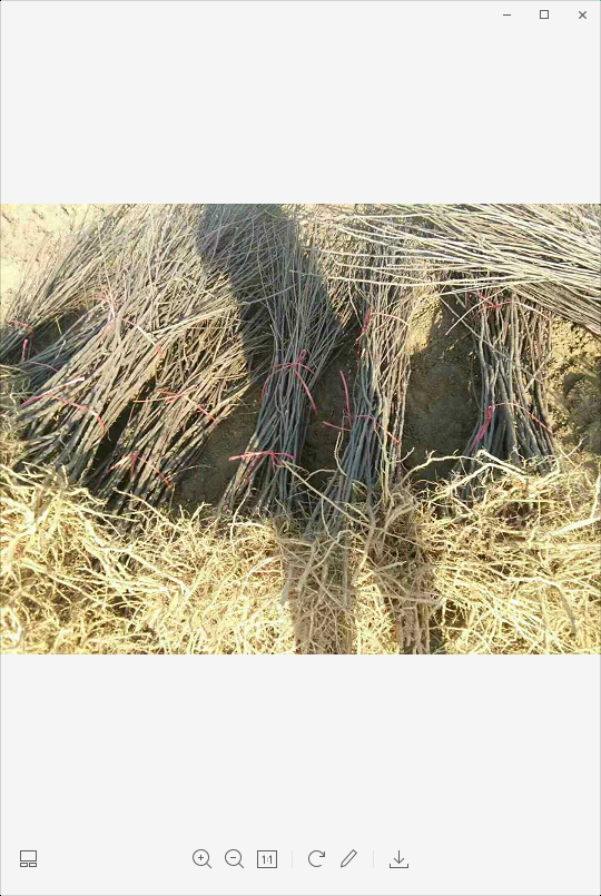 文冠果苗價(jià)格