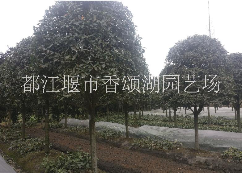 成都桂花基地供貨苗圃*