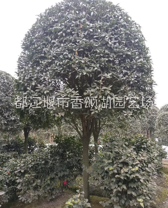 成都桂花基地供貨苗圃*