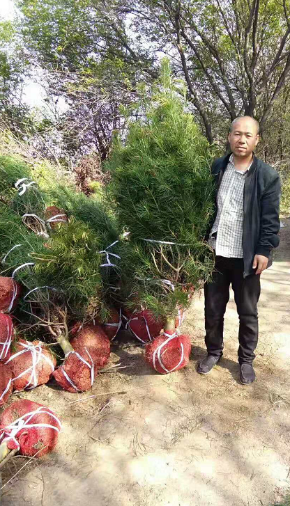 三四五公分紫葉矮櫻價格