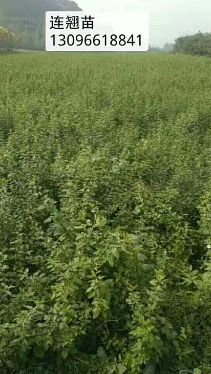 連翹苗廠家直銷