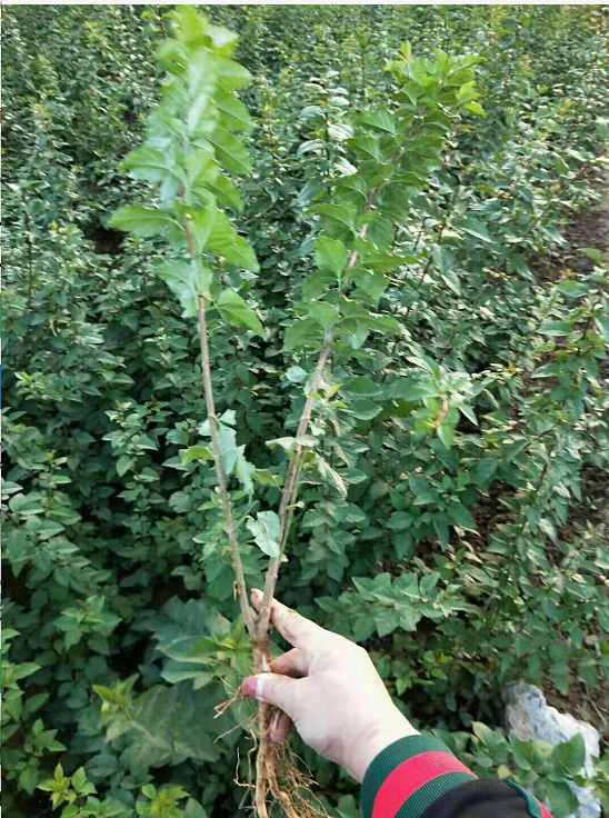 兩米白皮松價格