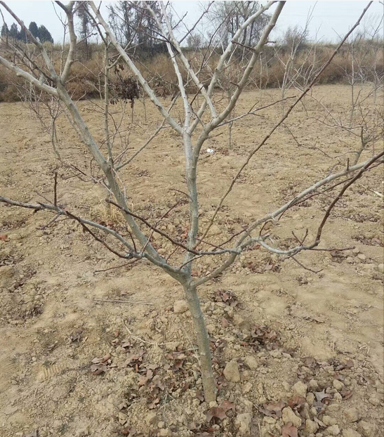 山楂樹(shù)廠家直銷