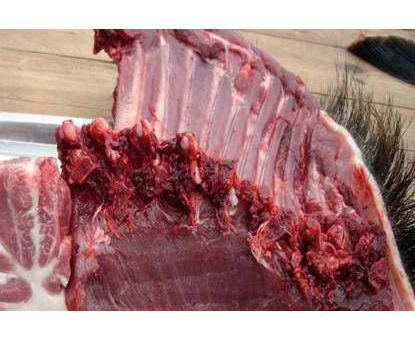 河北*養(yǎng)殖    *  養(yǎng)殖技術(shù) 養(yǎng)殖基地 【山東軒寧珍禽養(yǎng)殖有限公司】