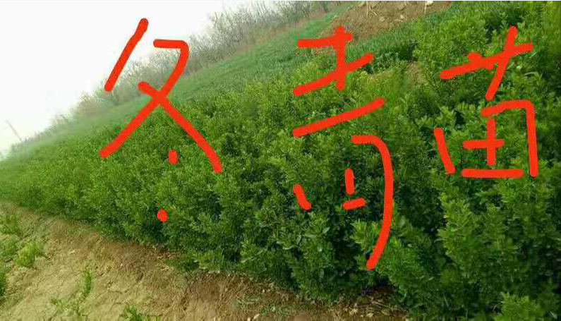 冬青苗哪家好
