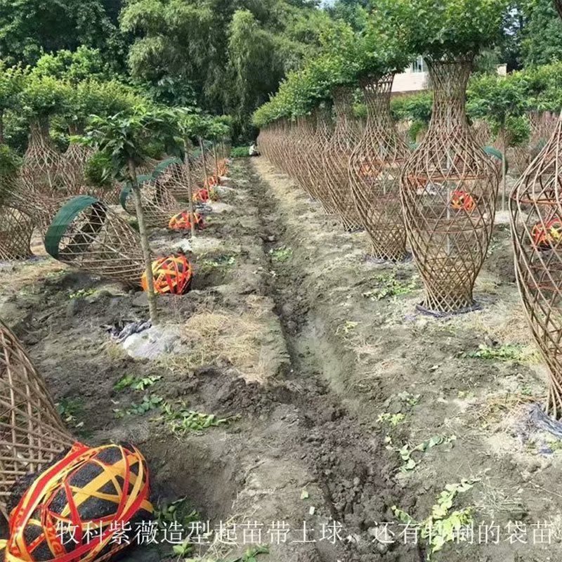 紫薇花瓶 紫薇花瓶造型批發(fā)