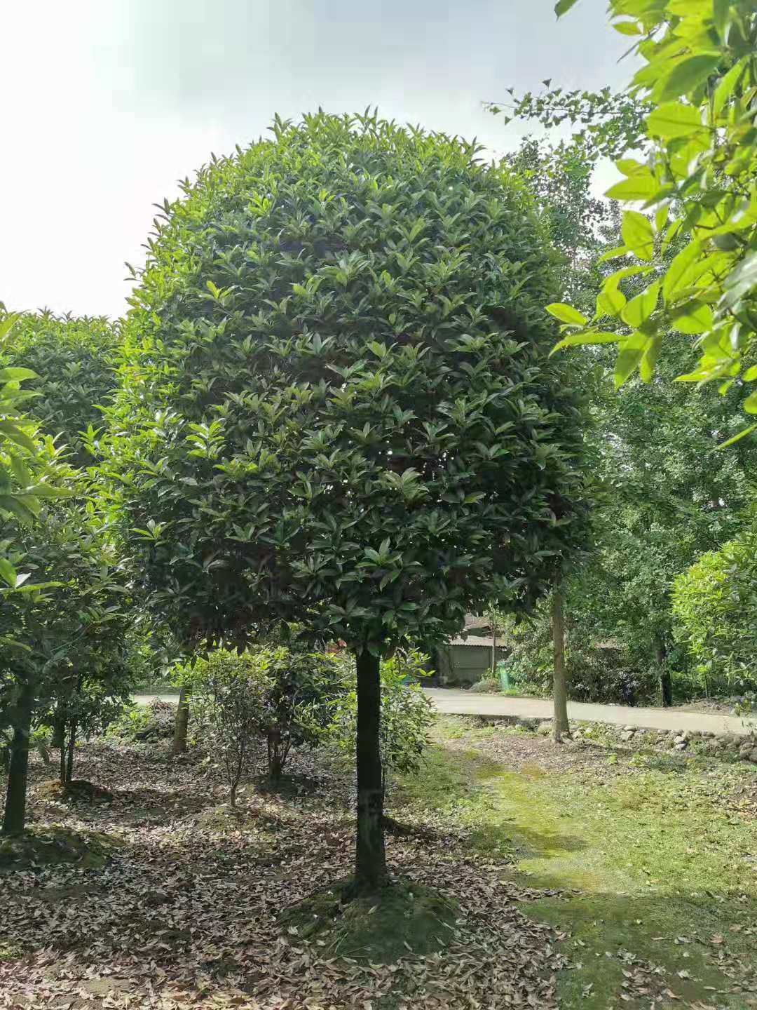 桂花木種植基地批發(fā)多少錢