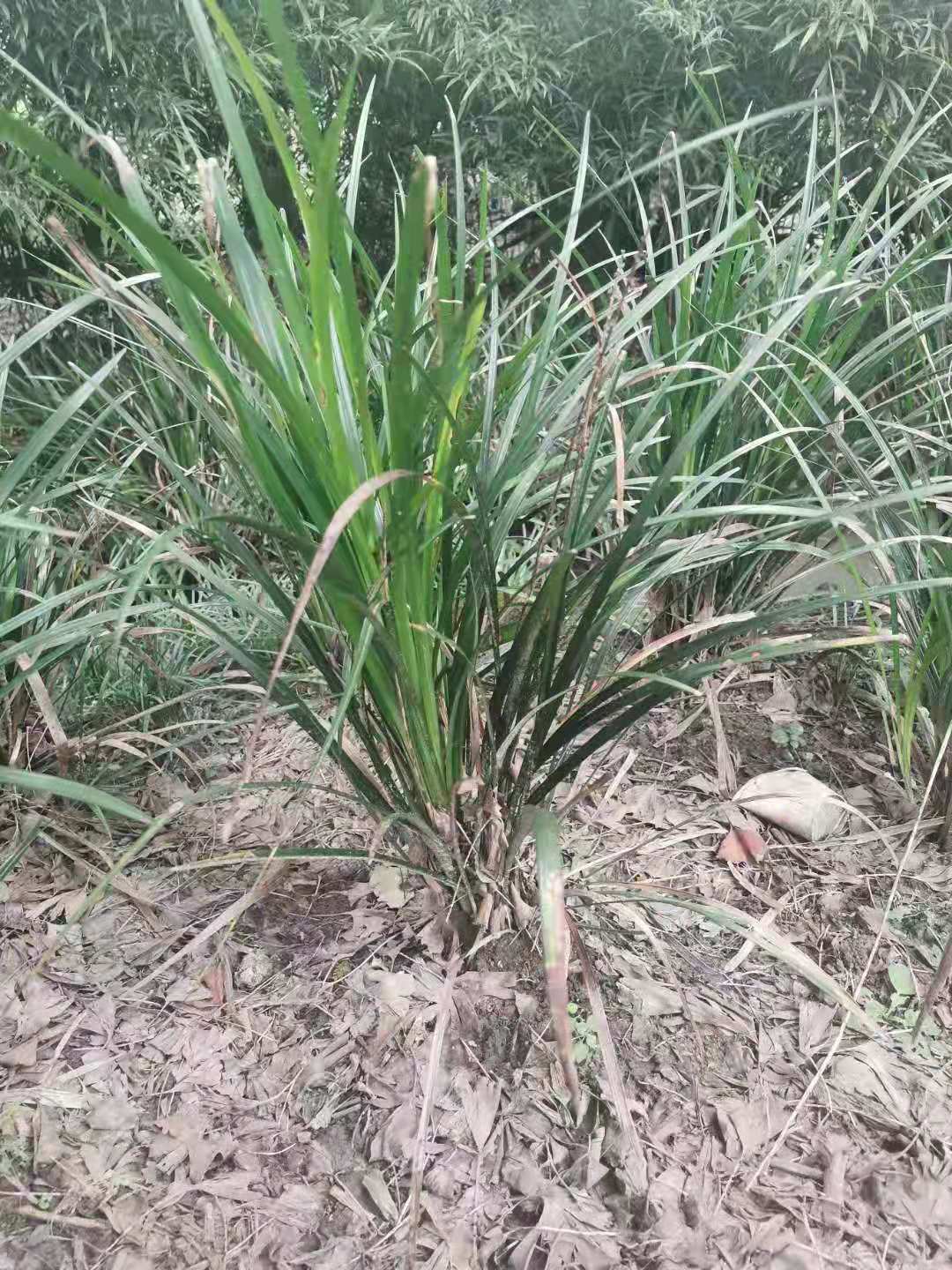 吉祥草富貴草種植批發(fā)價格