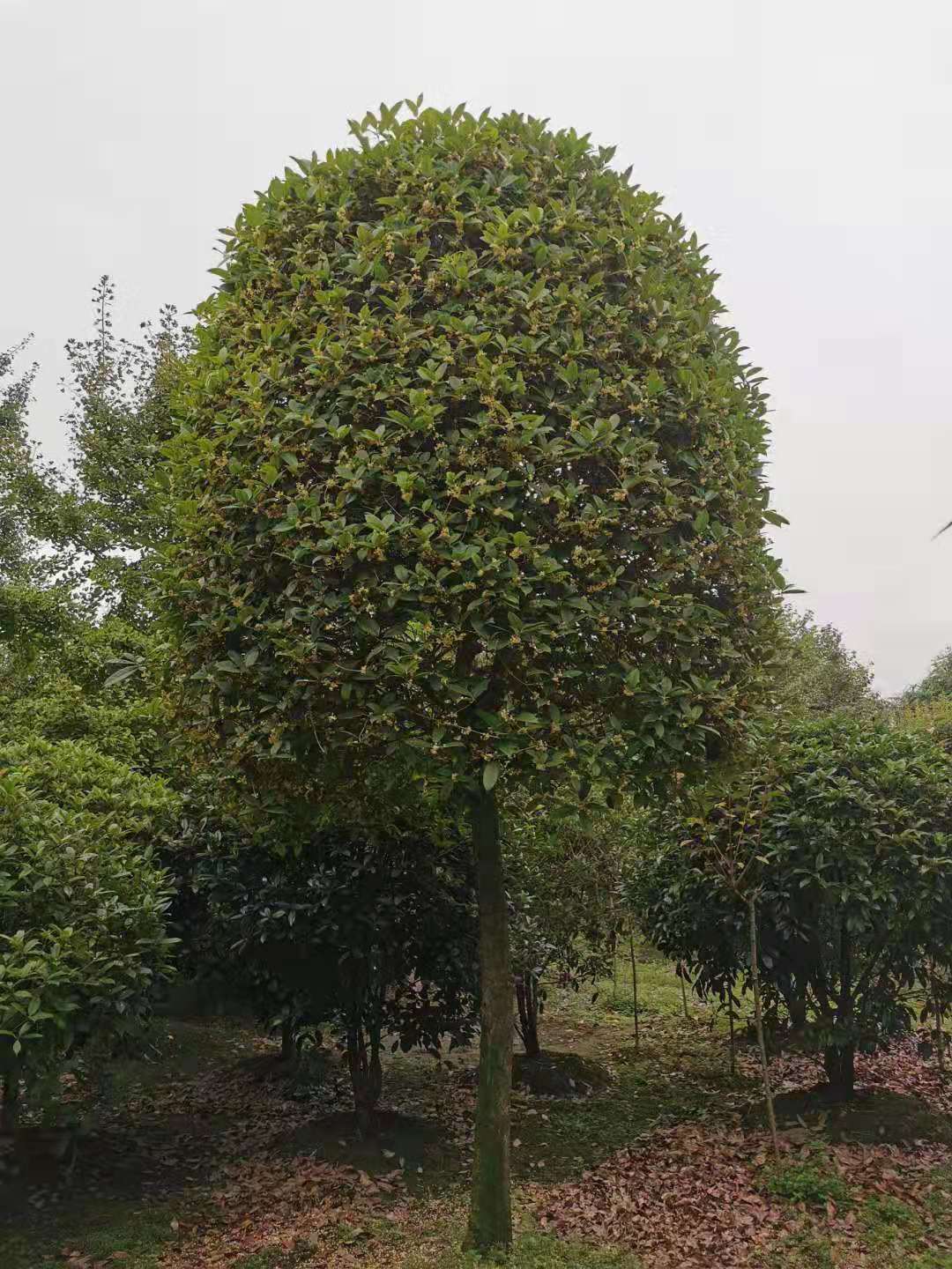 桂花木種植基地批發(fā)多少錢