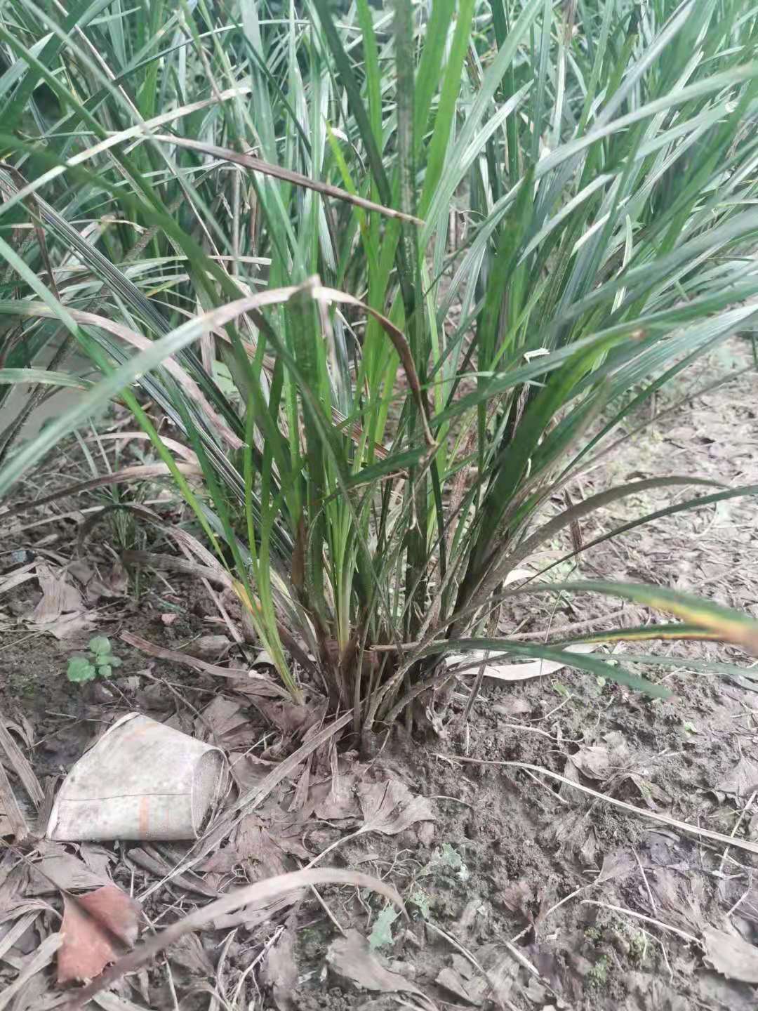 吉祥草富貴草種植批發(fā)價格