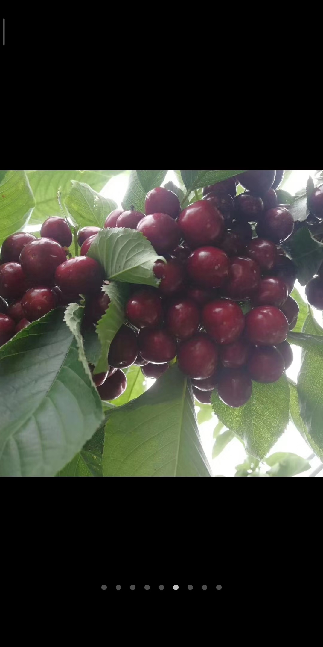 營(yíng)口市大將錦櫻桃苗價(jià)格 新鮮大將錦櫻桃苗供應(yīng)商 現(xiàn)貨供應(yīng)大將錦櫻桃苗