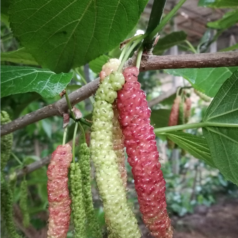 供應四季長果桑 四季長果桑苗批發(fā)