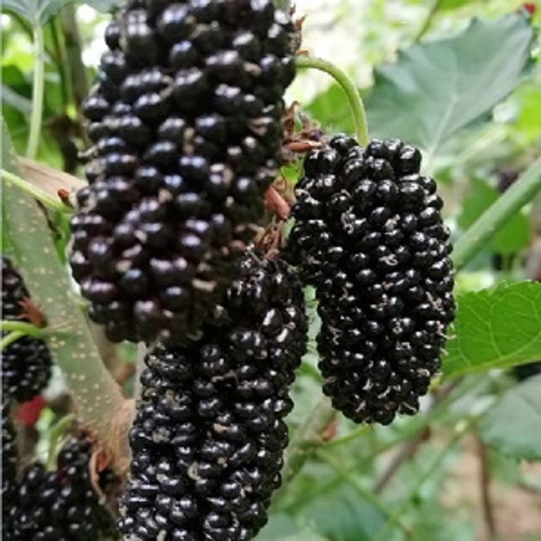 黑桑葚苗 大型玫瑰果桑苗批發(fā)