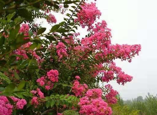 湖北鐘祥紫薇基地   湖北鐘祥紫薇*  大花紫薇