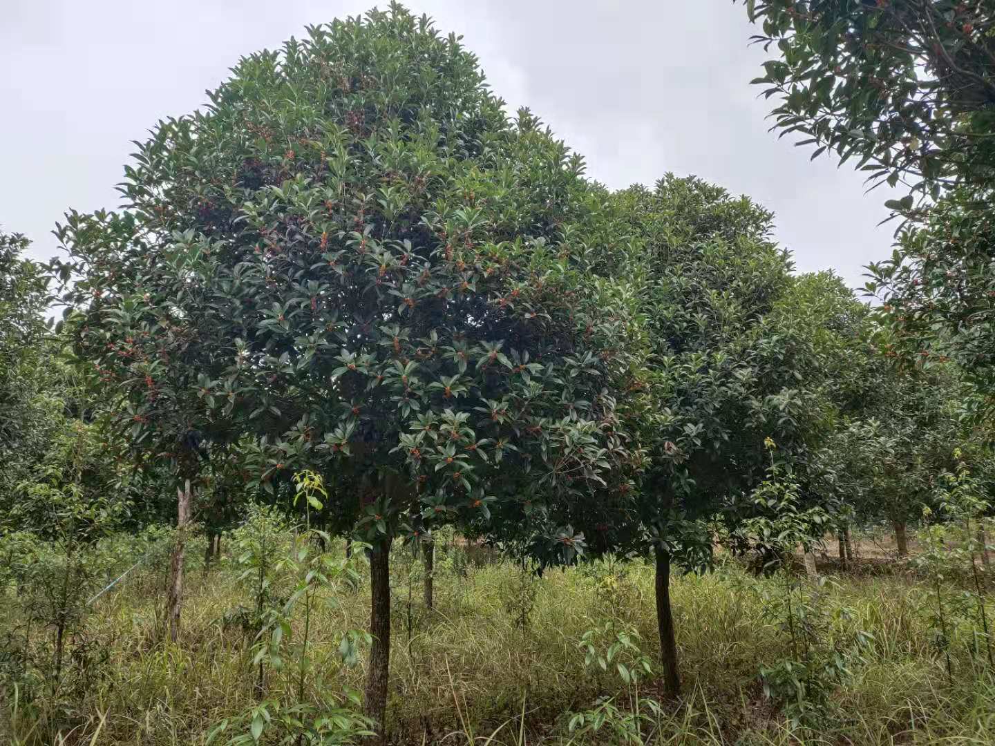 供應(yīng)重慶*紅紅桂花樹(shù)