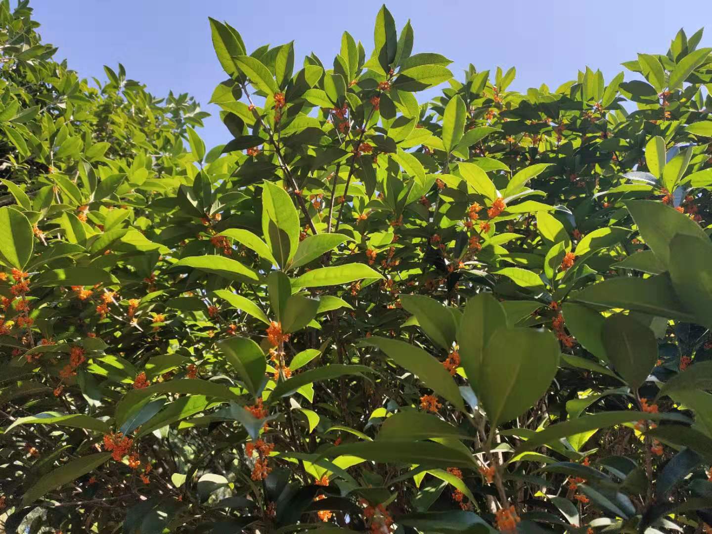 供應(yīng)重慶*紅紅桂花樹(shù)