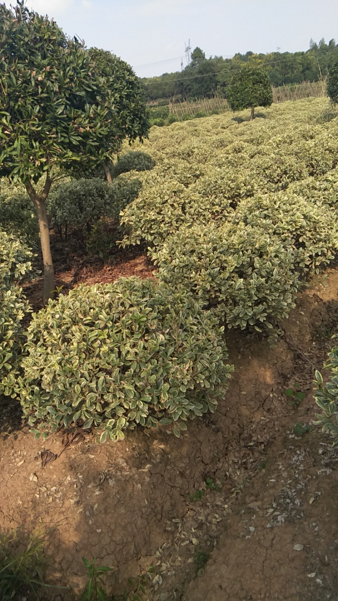 湖南大葉黃楊種植基地 大葉黃楊哪里的有賣 大葉黃楊球子批發(fā) 大葉黃楊