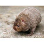 湖南長沙*種苗養(yǎng)殖基地供應(yīng)批發(fā)價格