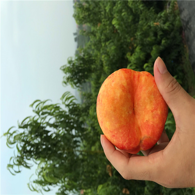 油蟠桃7-7 油蟠桃樹苗價(jià)格_