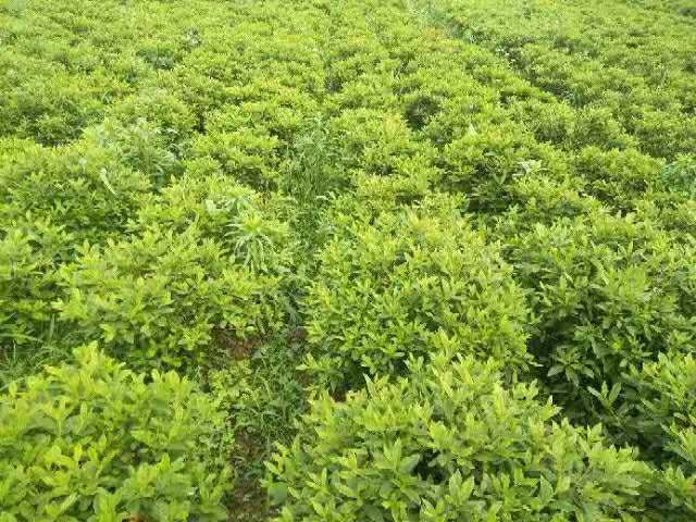 杜梋球 湖南杜梋球種植基地 杜梋球哪里的有賣 杜梋球批發(fā)