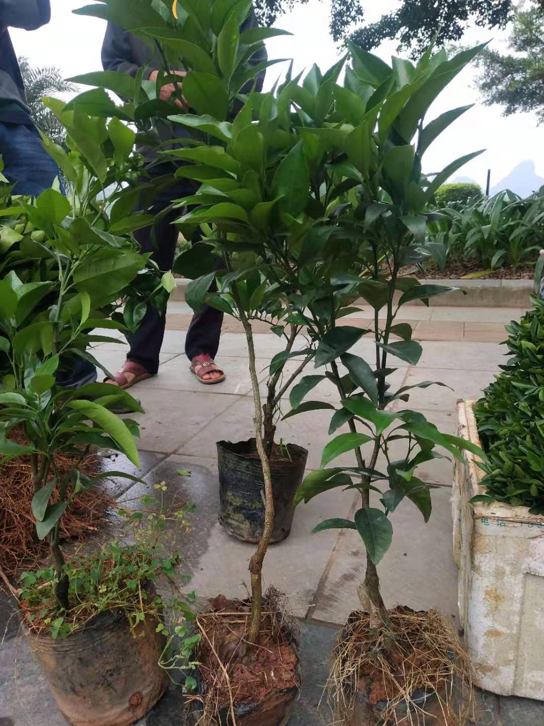 廣西批發(fā)柚子苗基地/批發(fā)商直銷價格