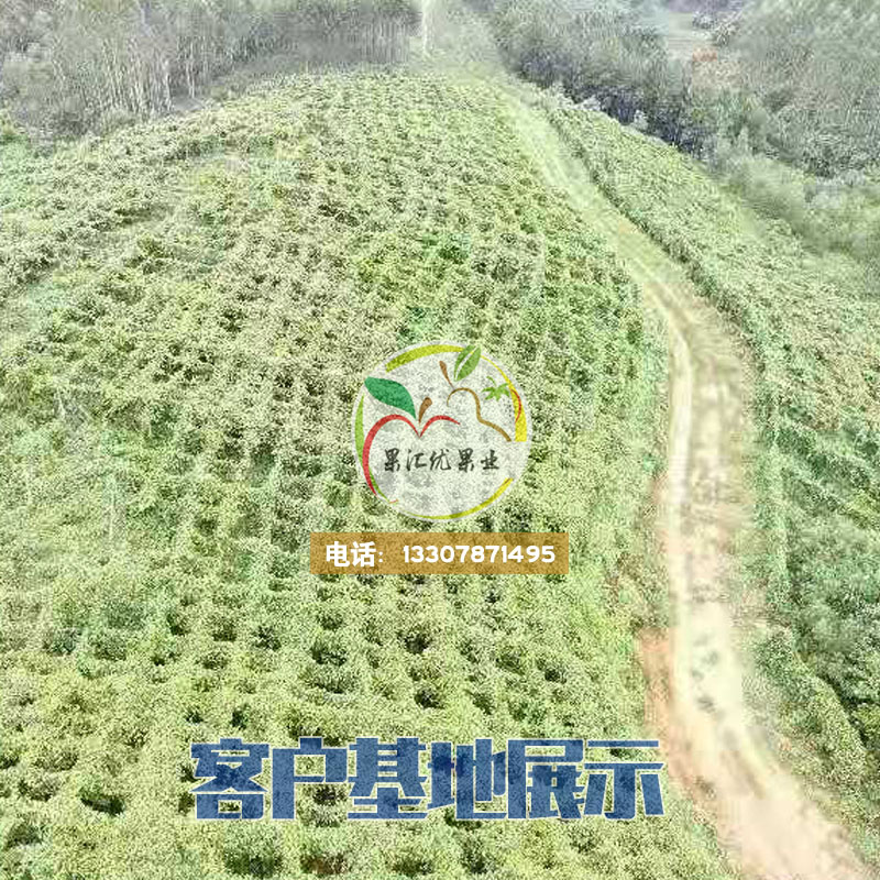 百香果苗，無毒嫁接苗，黃金百香果苗嫁接苗 百香果嫁接苗